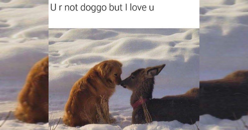wholesome memes, wholesome, nice, good, positivity, animals, animal memes, cats, dogs, love, relationships, friendship, family, memes, funny, funny memes, tweets