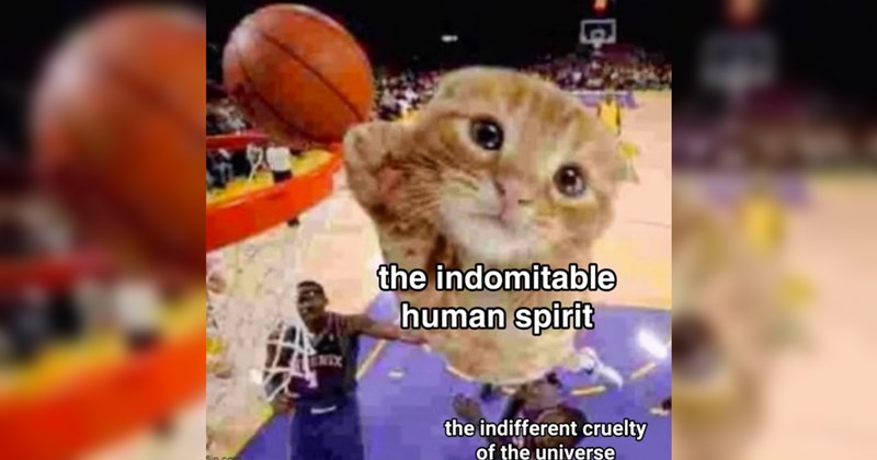 wholesome, wholesome memes, positivity, nice, good, animals, animal memes, cats, dogs, love, relationships, friendship, family, memes, funny, funny memes, tweets