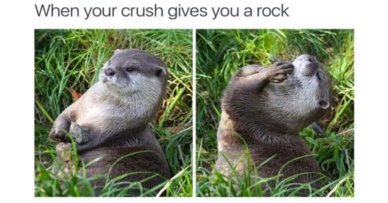 wholesome memes, wholesome, positivity, nice, good, animals, animal memes, cats, dogs, tweets, love, relationships, friendship, family, memes, funny, funny memes