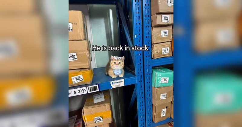 cats, cat memes, funny cat memes, animals, animal memes, funny animal memes, cute cats, memes, funny, funny memes, wholesome, wholesome memes