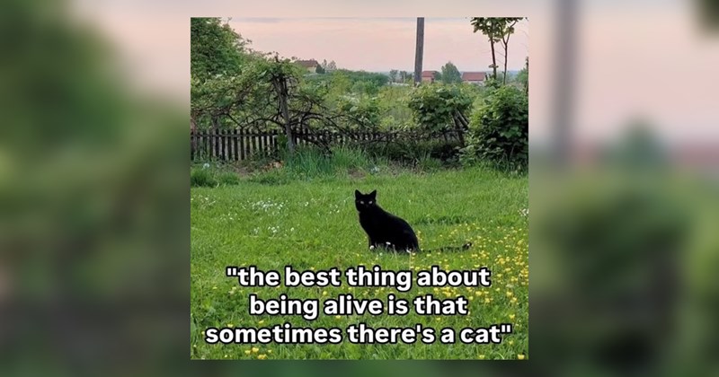 cats, cat memes, funny cat memes, animals, animal memes, funny animal memes, cute cats, wholesome, wholesome memes, memes, funny, funny memes