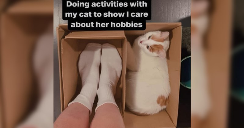 cats, cat memes, funny cat memes, animals, animal memes, funny animal memes, wholesome, wholesome memes, cute cats, memes, funny, funny memes