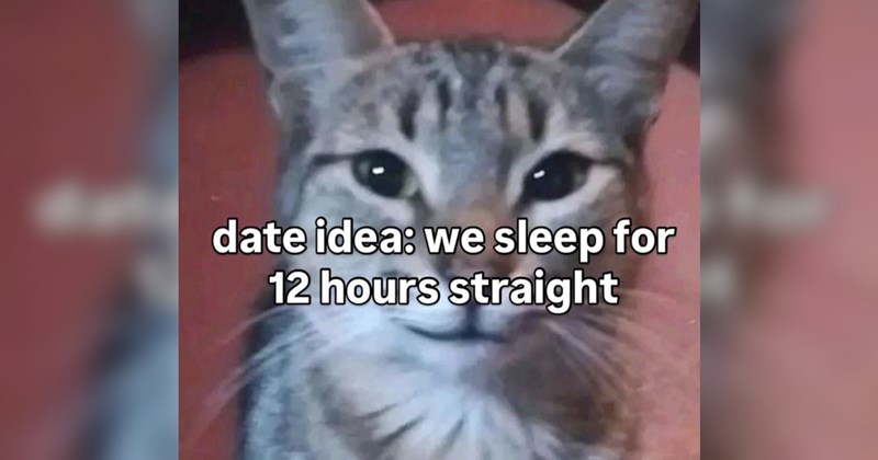 cat memes, cats, funny cat memes, animals, animal memes, funny animal memes, wholesome, wholesome memes, memes, funny, funny memes, cute cats