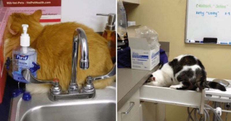 A funny meme of a kitten looking confused and worried at the vets office - A group of memes and pictures of when you take your cat or dog to the vets.