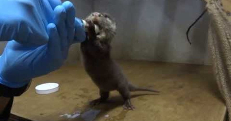 Babies cute otters noms squee Video - 56366849
