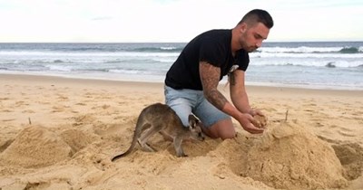 Adorable Baby Kangaroo Follows Her Human Wherever He Goes