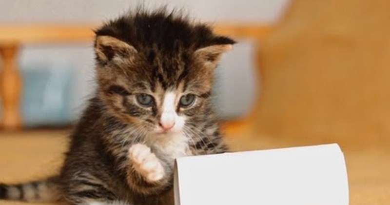 baby kitten play Video - 52225793