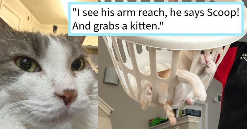 Cat mom’s cousin roommate discovered be secret cat lover after months pretend ambivalence, gets caught baby talking giving pats while feeding, cat mom says: ‘They’ll sit there and yell him until he goes over give them pets while they eat. | thumbnail includes two images one image shows a gray and white cats face, the other image shows an orange cat in a round laundry basket sticking its legs through the holes ‘“I see his arm reach, he says Scoop! And grabs a kitten.”’