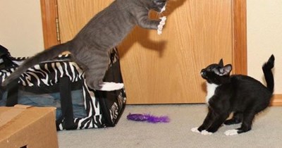 36 Perfectly Timed Photos Of Cats Caught In Midair