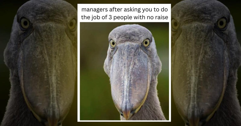 bird birds memes meme funny cute positive happy