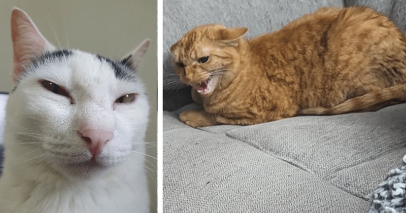 22 Feisty Pics of Fed Up Felines Hoomans who Need Anger Buddy | thumbnail includes two images one image shows a white and black cat squinty angry eyes, the other image shows an orange cat teeth bare face scrunched up angry