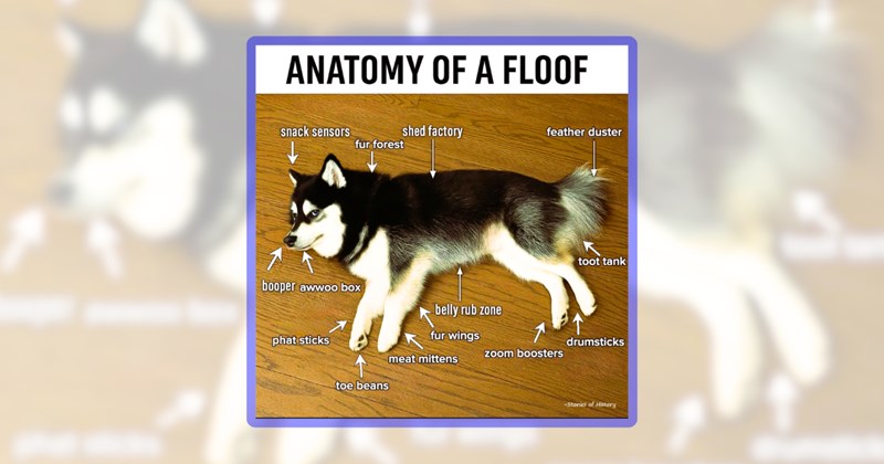 23 dog memes | thumbnail includes one meme including 'ANATOMY OF A FLOOF snack sensors shed factory feather duster fur forest booper awwoo box phat sticks toe beans belly rub zone fur wings meat mittens toot tank drumsticks zoom boosters'