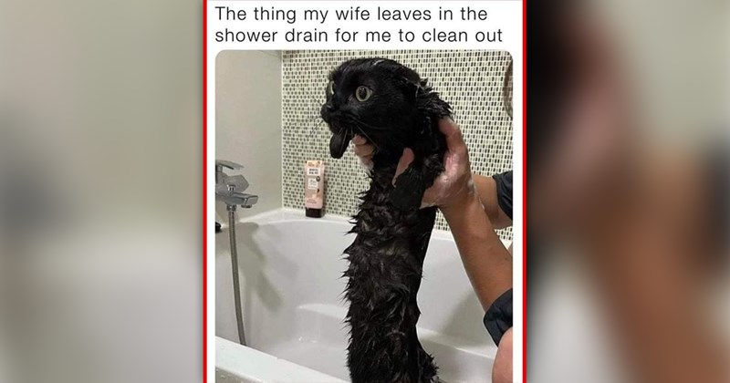 funny cat memes | thumbnail includes one meme of a wet black cat being held up in a bathtub 'The thing my wife leaves in the shower drain for me to clean out'