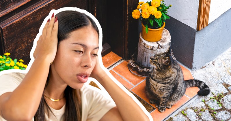 cat cats cat-owner pet pets funny entitled neighbor neighborhood payback revenge petty