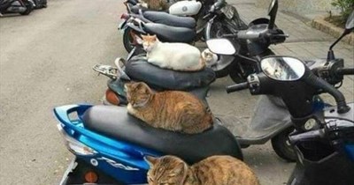 Bikers Gang