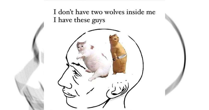 cat memes, cats, cute cats, funny cat memes, animals, animals, funny animal memes, wholesome, wholesome memes, memes, funny, funny memes