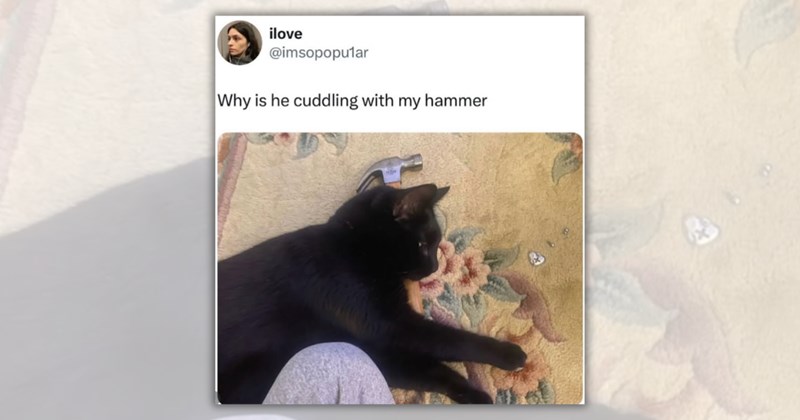 33 cat memes | Thumbnail includes one meme including 'ilove @imsopopular Why is he cuddling with my hammer'