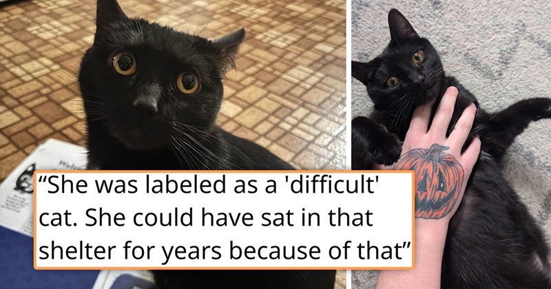 story about a difficult cat who was returned to the shelter twice finally being adopted for good | thumbnail includes two pictures of a cute black cat 'She was labeled as a 'difficult' cat. She could have sat in that shelter for years because of that'