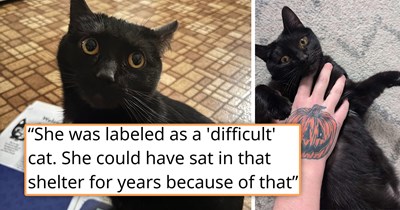 'All she needed was a calm start': Black cat labeled as "difficult", after having been returned to the shelter twice for behavioral issues, finally gets adopted by someone who actually understands her 