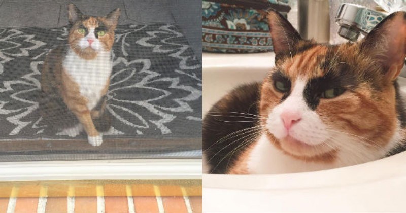 cat that looks like she is judgying everything all the time