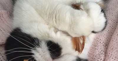 Guster loves his toy!