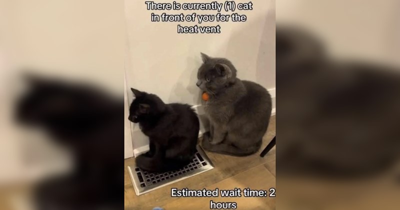 Cats cat memes Cats funny memes Memes animal memes funny animals - 44079877