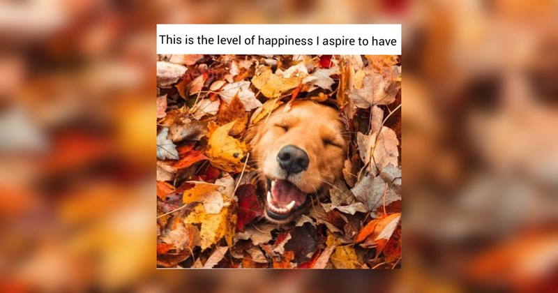 wholesome memes, wholesome, positivity, nice, good, cats, dogs, animals, animal memes, love, relationships, friendship, family, tweets, memes, funny, funny memes