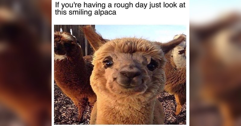 wholesome memes, wholesome, positivity, nice, good, cats, dogs, memes, funny, funny memes, tweets, animals, animal memes, love, relationships, friendship, family