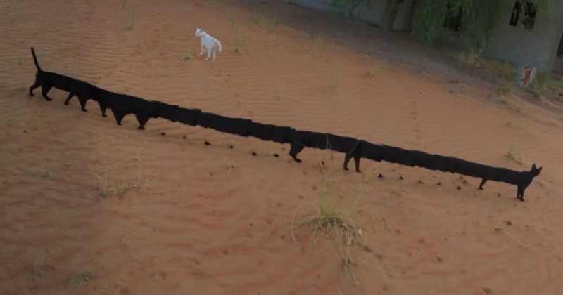 cats in panoramic pictures that utterly failed