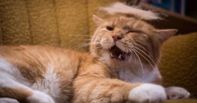 cats with donald trump hair