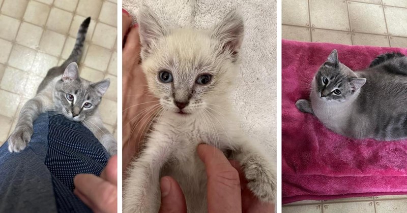 Tiny kitten gets abandoned by his mom at 4 weeks old, then chases after random human to ask for shelter, devoted human takes him in: ‘He was less than a pound’