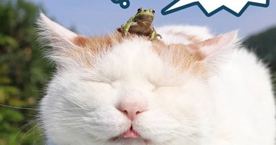 Make tracks, Shiro-cat