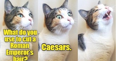 Joke Cat shouldn't quit his day job.