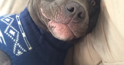 pitbull in a sweatervest