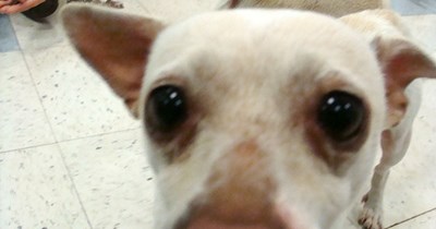 We volunteered at "wallflower" night for shy shelter dogs