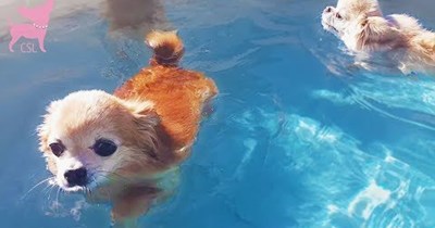 Cute Dogs Swimming and Playing