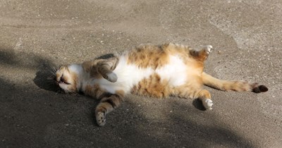 Totally Relaxed Tomcat