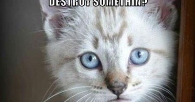 DOEZ DIS LOOK LIEK TEH FACE DAT WUD DESTROY SOMETHIN?