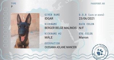 Berger Belge Malinois