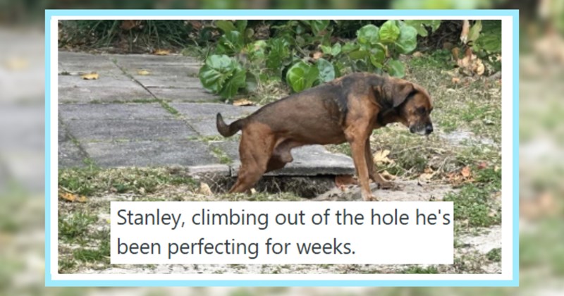 23 Don’t Do That Doggo Pics Naughty Canines Caught Pawrents | thumbnail includes one image which shows a brown dog climbing out of a hole in a garden ‘Stanley, climbing out of the hole he’s been perfecting for weeks.’