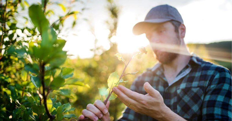 Kind homeowners allow villagers to go through their property for access to main road, only to consider closing their gate when residents start to overstep: ‘Locals are picking oranges from the trees’