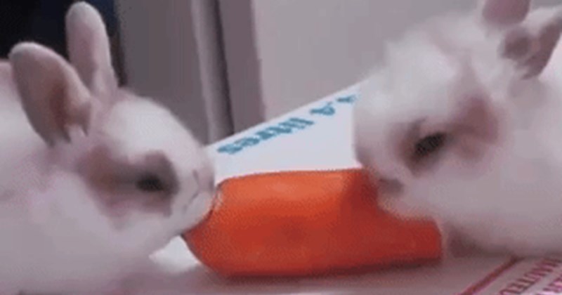 collection of cute animal gifs | two small white rabbits eating from the same carrot animal gif