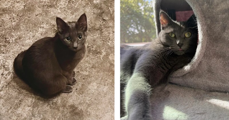 Concerned couple saves pregnant and lost 9 month old kitten from the streets in heartwarming story 