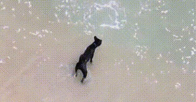 These Swimming Critters Cause Otter Confusion