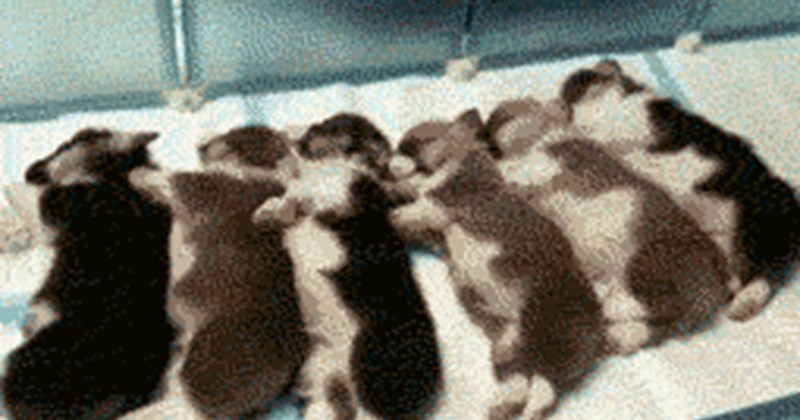 Cover GIF of Corgi dogs lying down and then making disorder in one second.