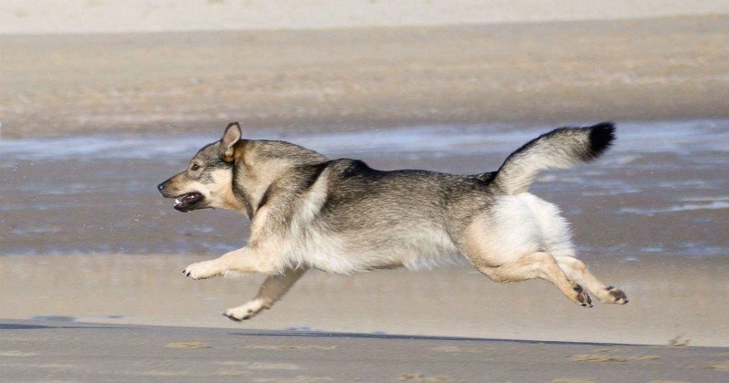corgi looking dog that fell in love with a wolf