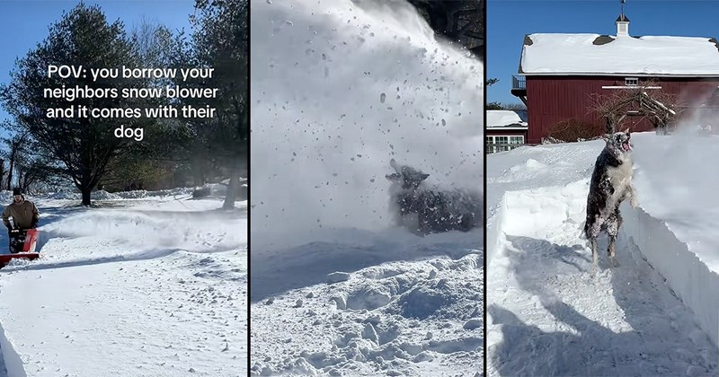 wholesome dogs neighbors country life snow canine doggos happy laughing rural home animals Doggos blizzard - 44507397