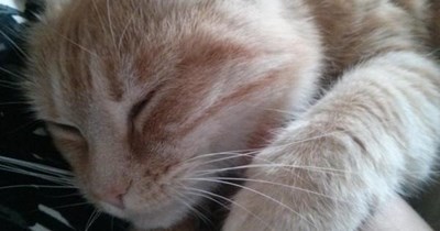 my hooman haz returnids from outside, prrrrrr prrrrr.... fanku Ceiling Cat!