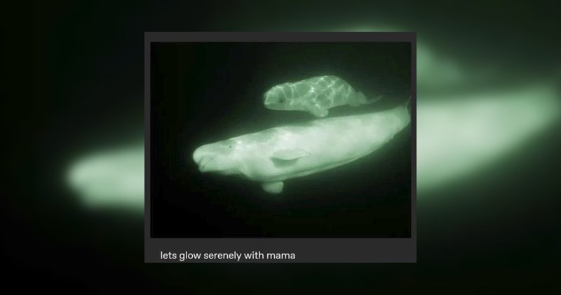 animal memes, animals, funny animal memes, cute animals, wholesome memes, wholesome, tumblr, tumblr posts, nature memes, wildlife, nature, photography