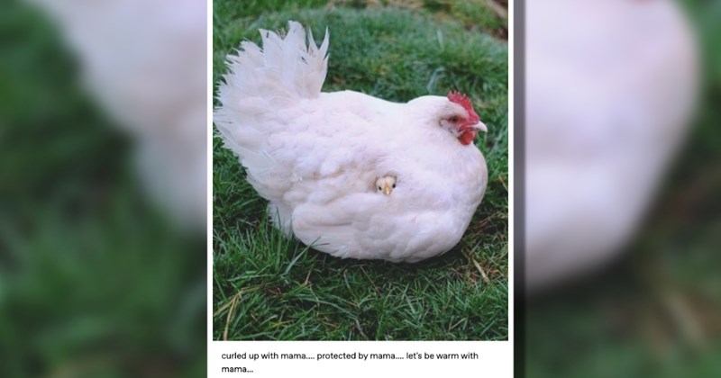 baby animals mother hot takes mama cute baby animals cute mothers day parenting hot take funny animals animals Funny Animals - 35980039